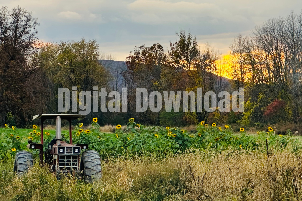 Tractor in a field of blooming sunflowers under a bright sky, photographed in a rural landscape